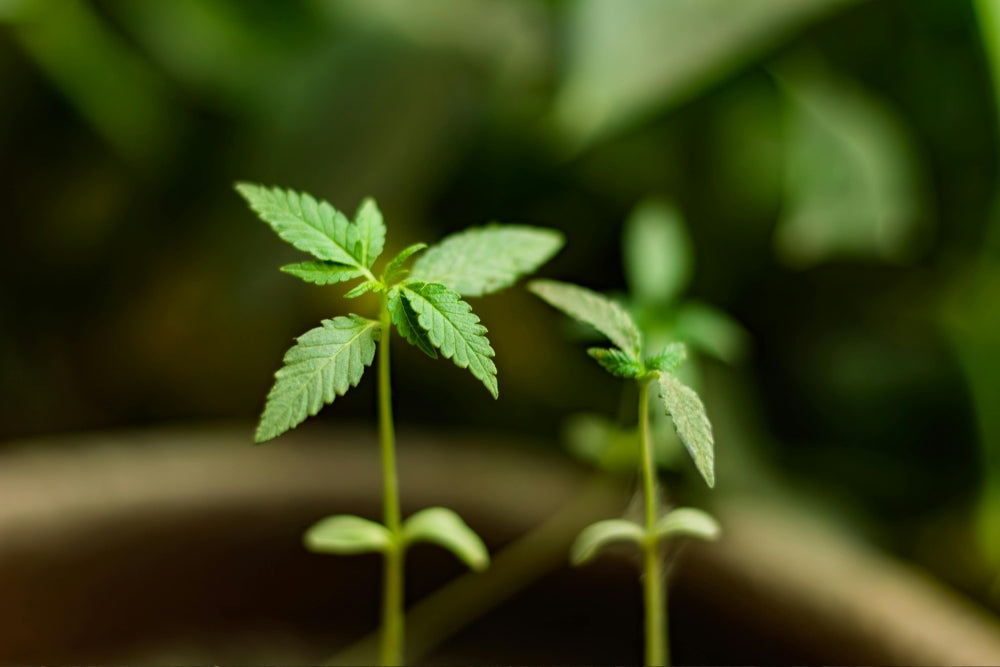 Outdoor Autoflower - Welche Genetik für deutsches Wetter?