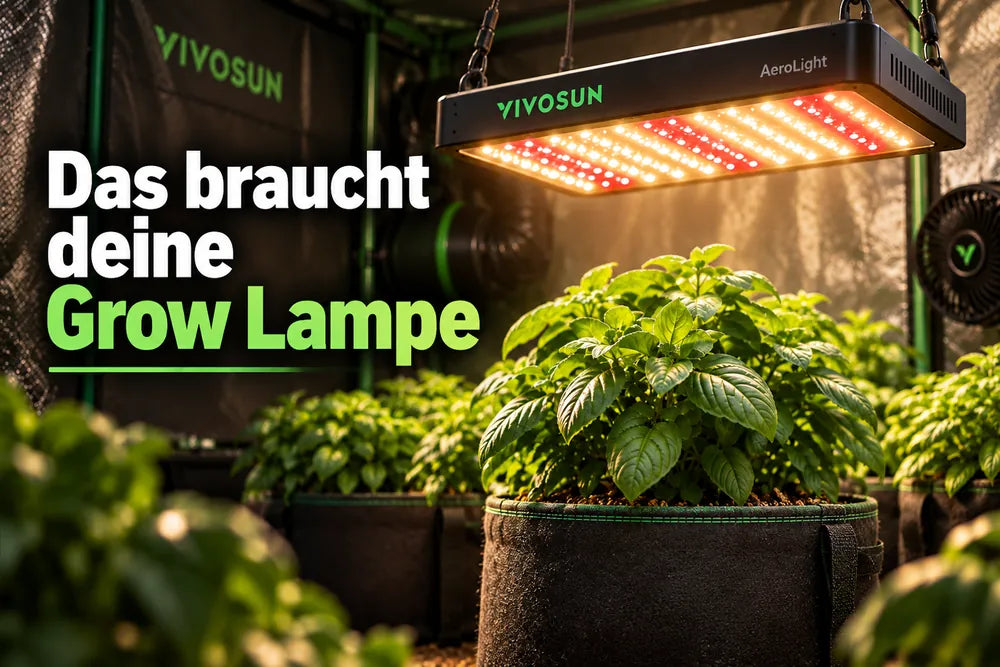 Growlampen für Anfänger: 5 Dinge, die ihr vor dem Kauf wissen solltet