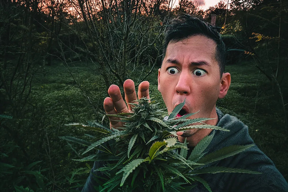 Autoflower Outdoor anbauen: Automatik-Pflanzen auf Balkon und Terrasse