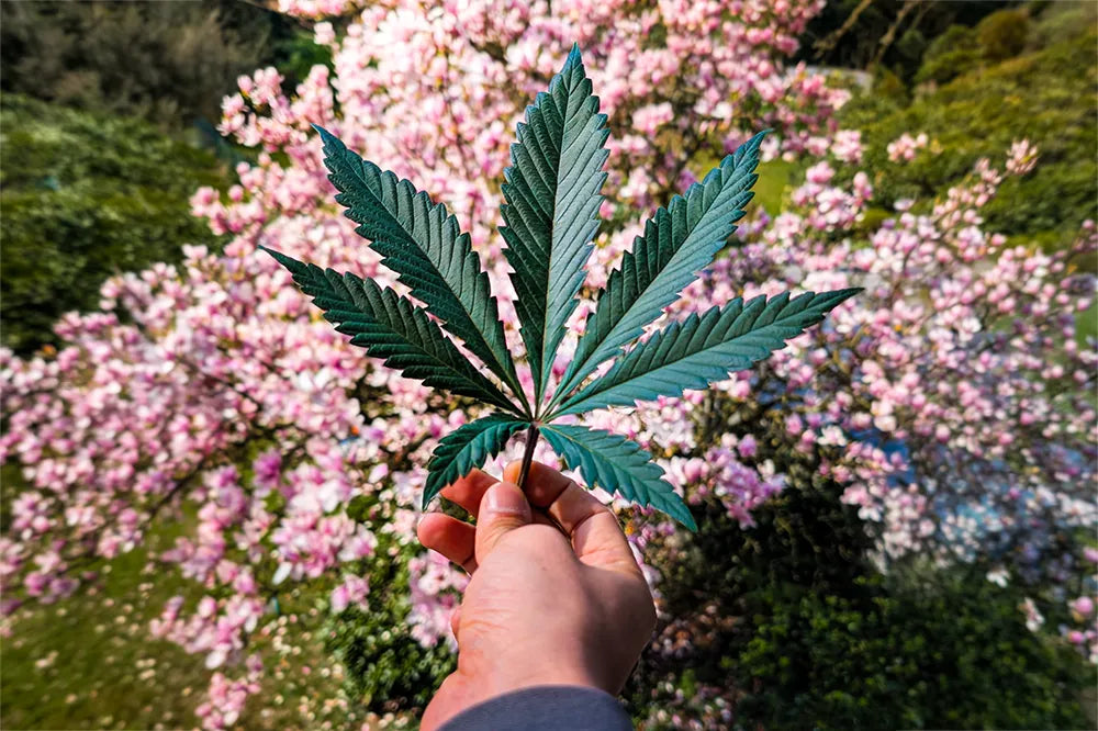 Cannabis Anbau nach dem KCanG (Stand März 2026): Was ist erlaubt, was nicht?