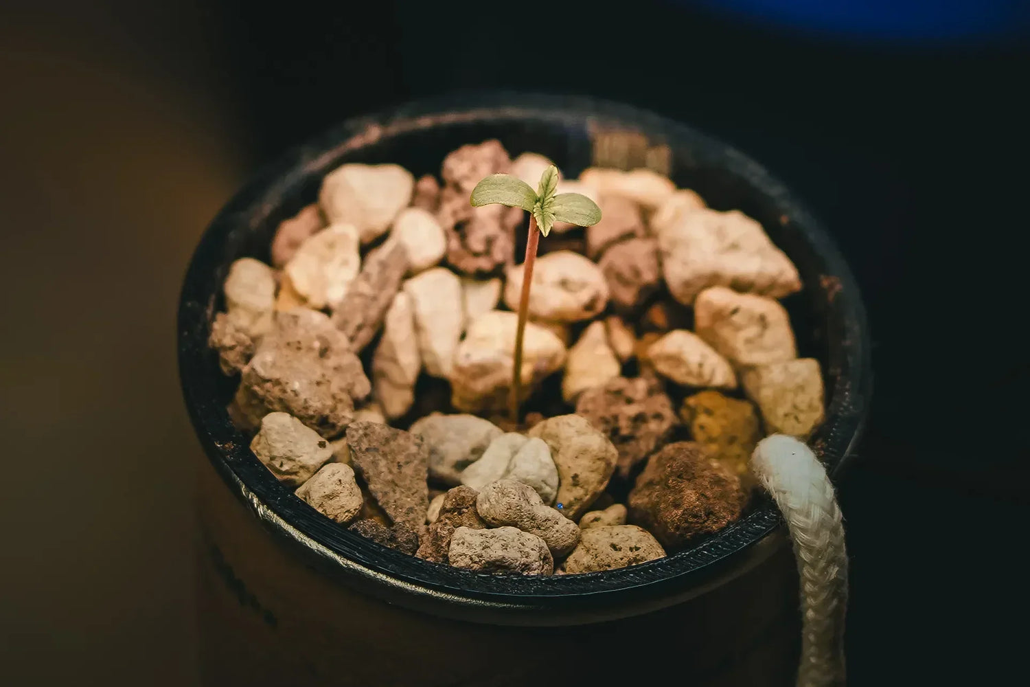 Der perfekte Start: Genetik wählen und Samen richtig keimen lassen