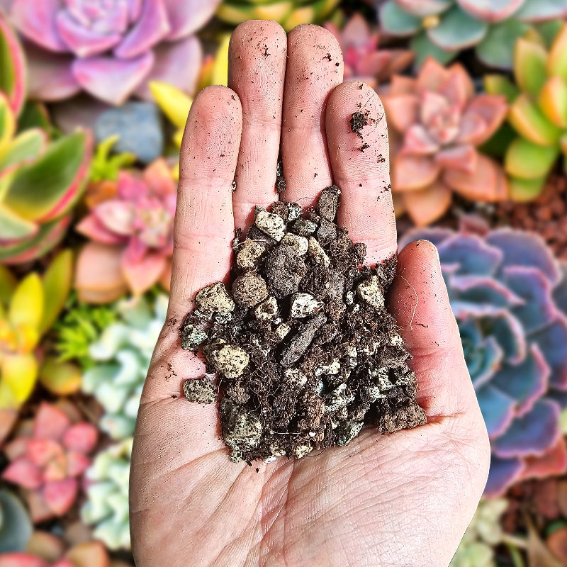 Kakteen & Sukkulenten Substrat