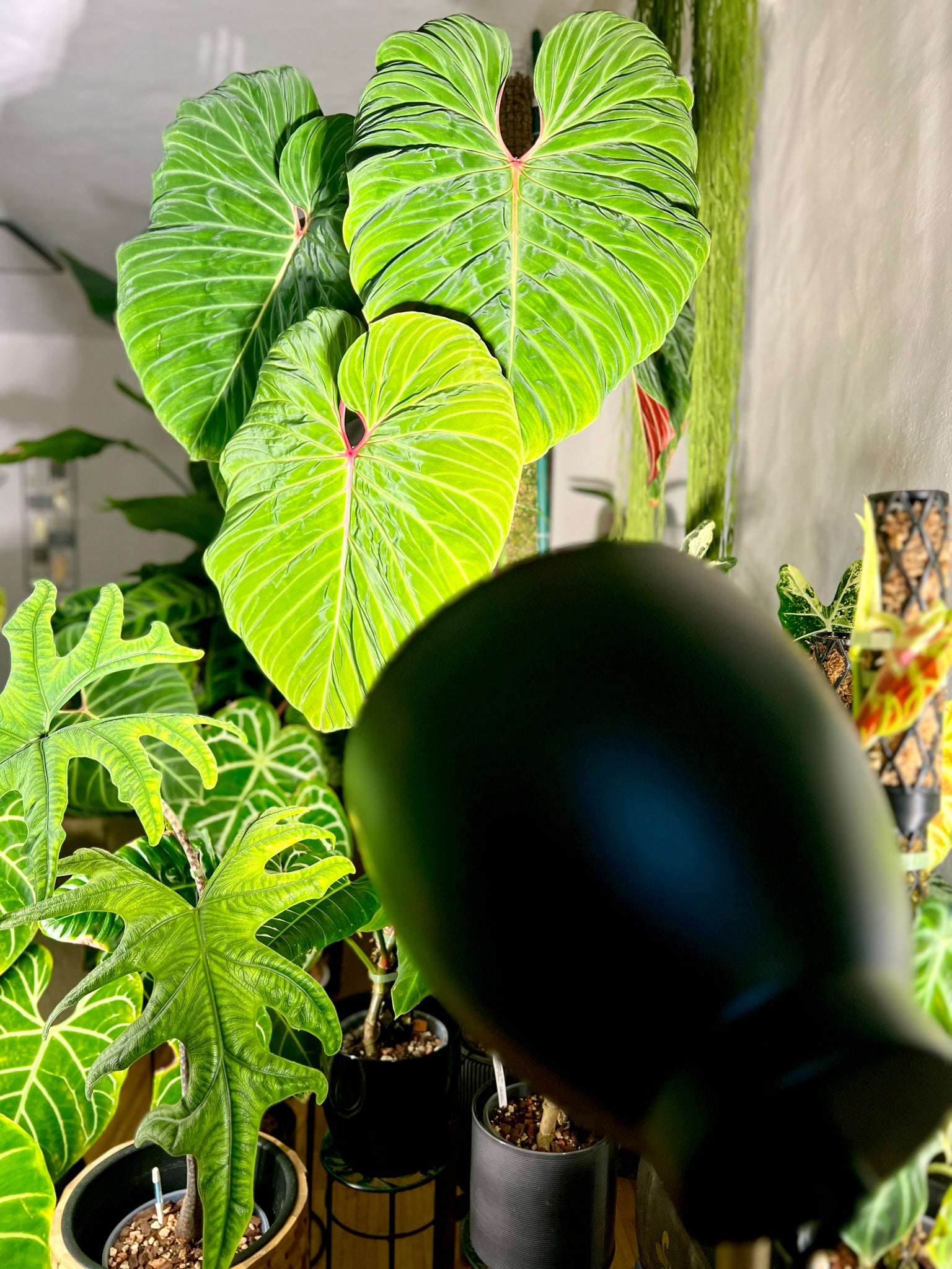 Pflanzenlampe Sansi LED