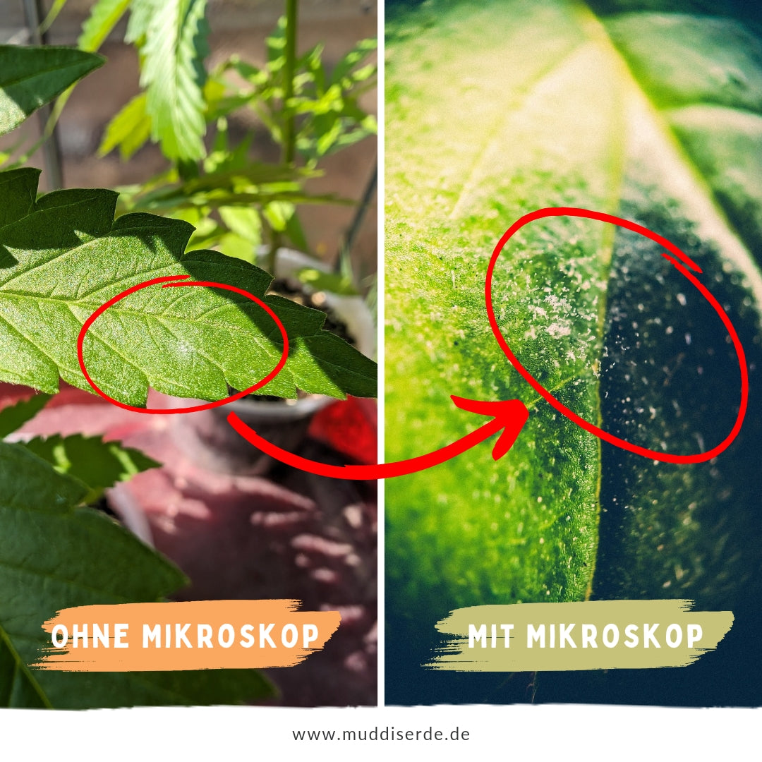 Mikroskop für Smartphone (original)
