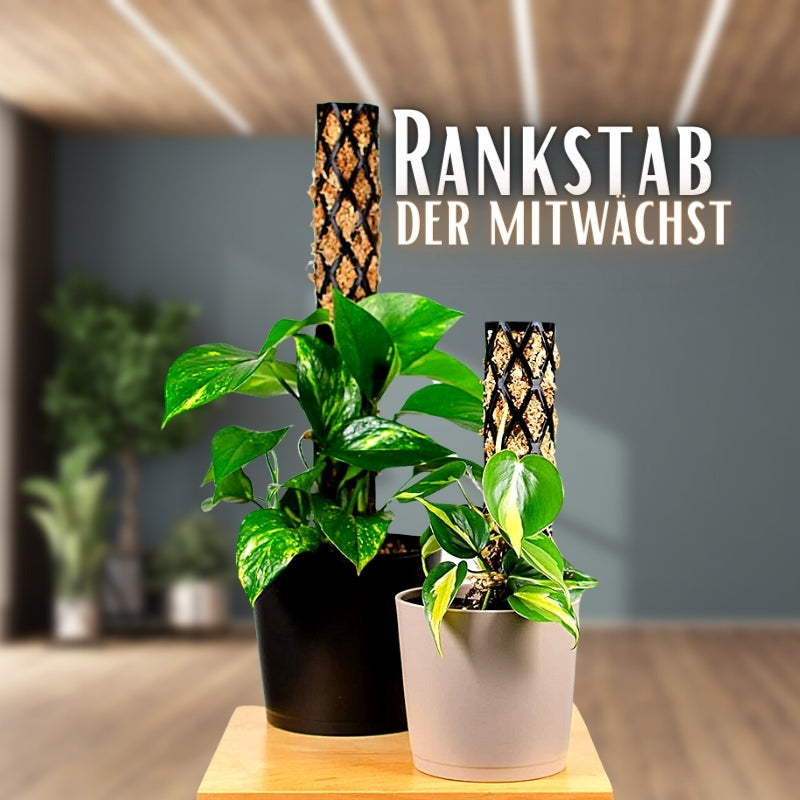 Komplett Set Rankstab Rankhilfe für Zimmerpflanzen Ø 5