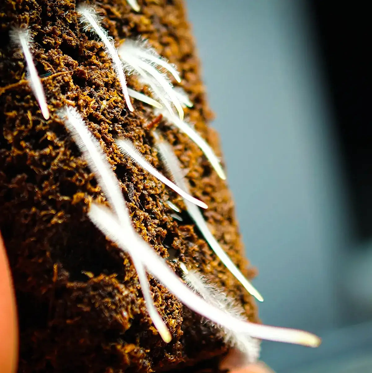 Clonex Rooting Gel 50ml