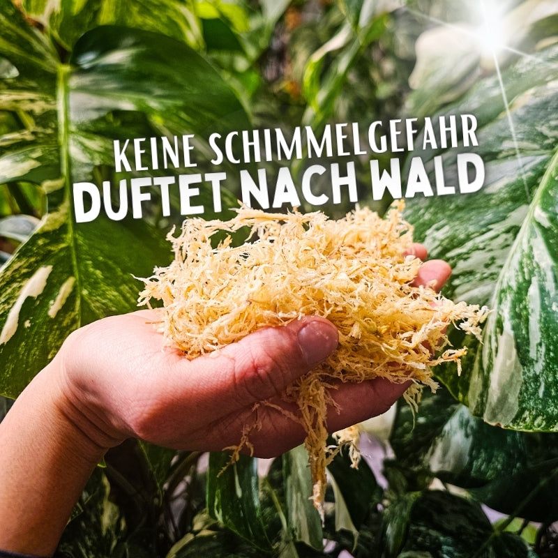 Sphagnum Moos - Muddis Rapunzel Moos aus Deutschland