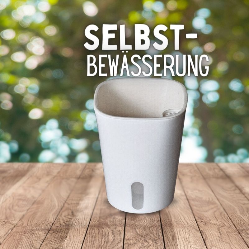 Zimmerpflanzen Selbstbewaesserungstopf