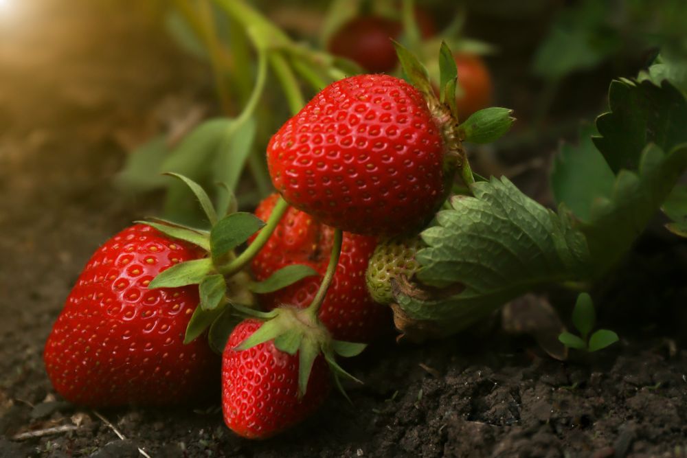 Mega leckere Erdbeeren ganz einfach selber anbauen 🍓