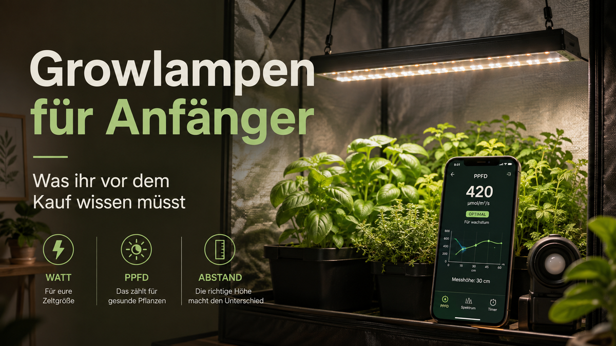 Growlampen für Anfänger: 5 Dinge, die ihr vor dem Kauf wissen solltet