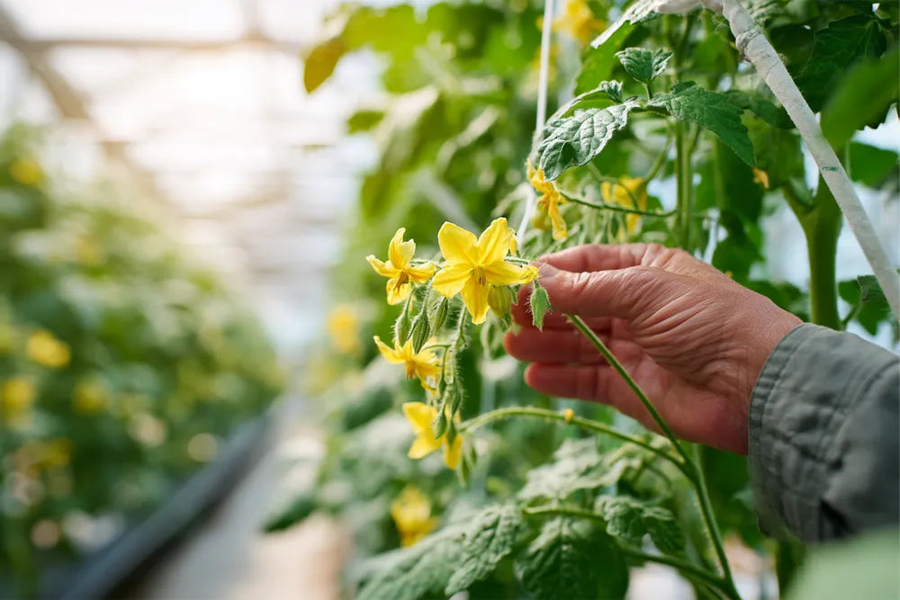 Wenn die Bienen Pause machen: Hilfe bei der Bestäubung