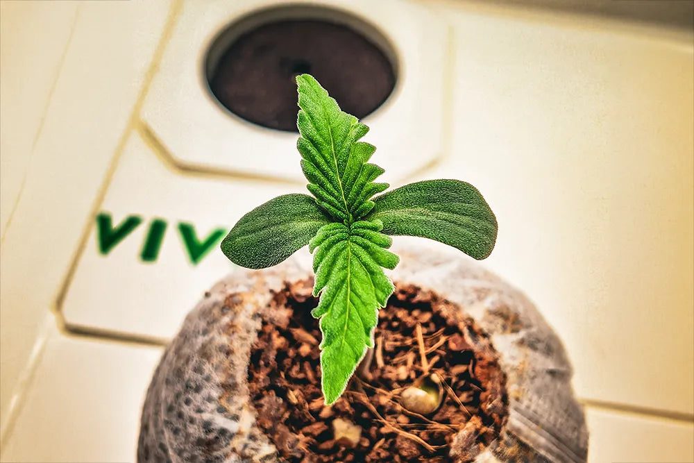 Keimlinge richtig düngen: Die Zeit nach der Keimung und das 1x1 des Düngens