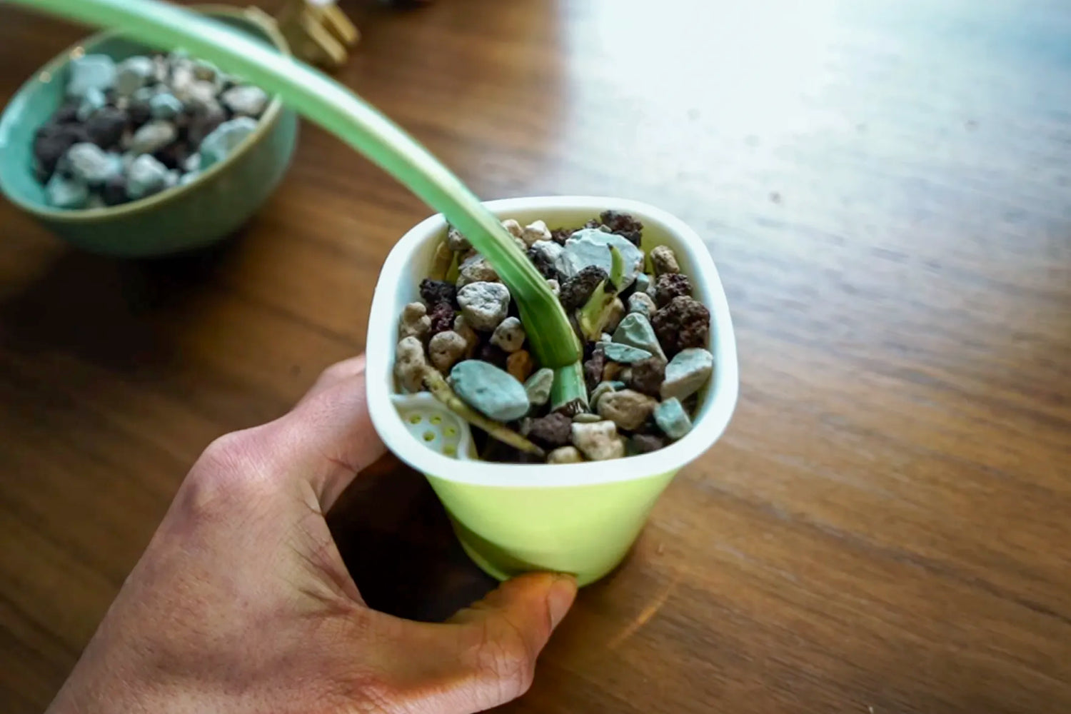 Semi-Hydrokultur für Zimmerpflanzen: Das ultimative Upgrade mit mineralischem Substrat