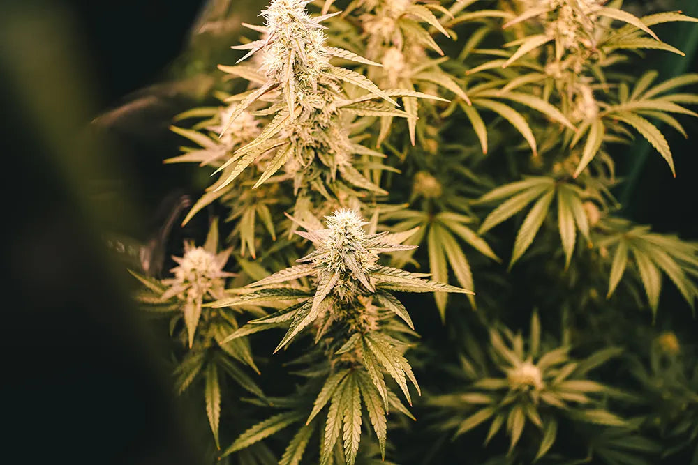 Cannabis Anbau und Konsum: Warum uns Aufklärung, Verantwortung und Jugendschutz so wichtig sind