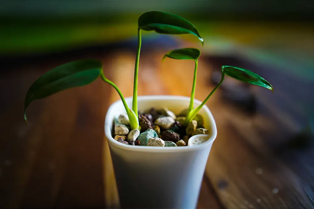 Zimmerpflanzen in mineralisches Substrat umtopfen: Next Level Zimmerdschungel