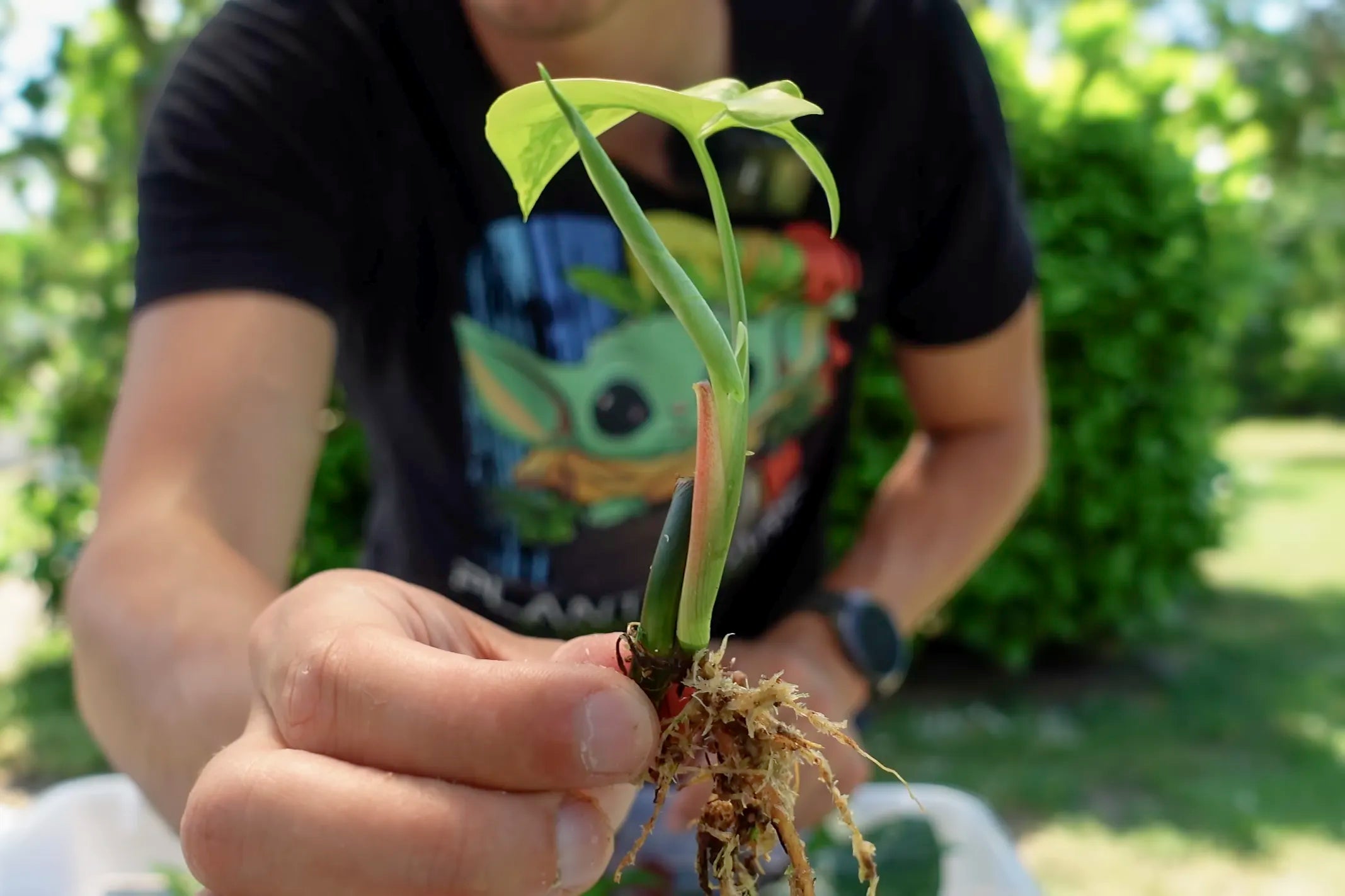 Aus eins mach zwei: Zimmerpflanzen ganz entspannt über Stecklinge vermehren