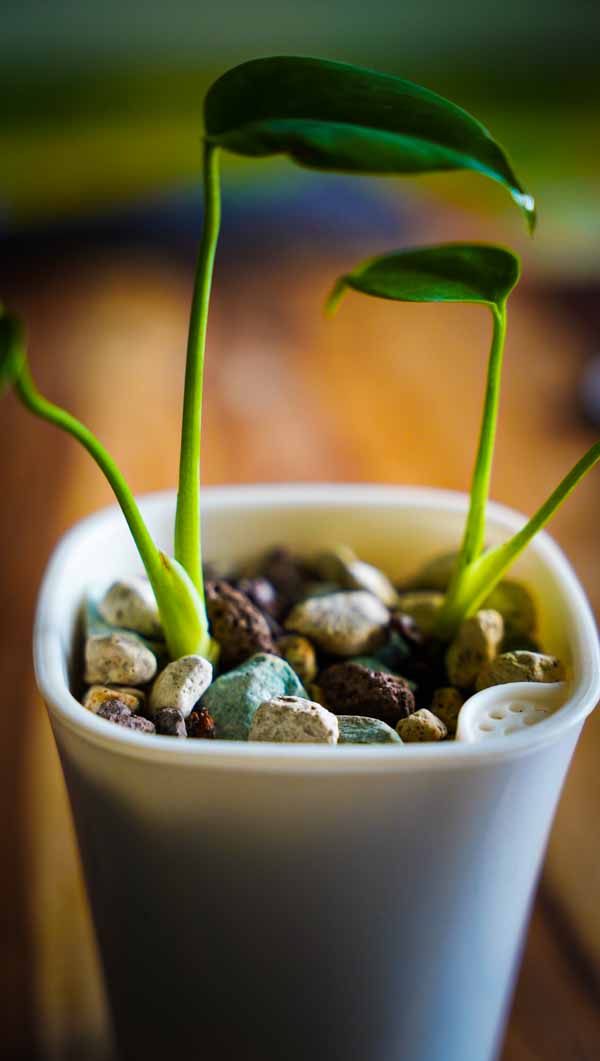 Mineralisches Substrat-8-16