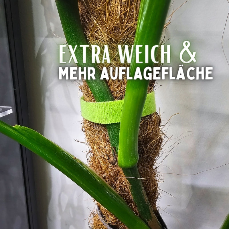 zimmerpflanzen hochbinden Pflanzenklett Verbinder