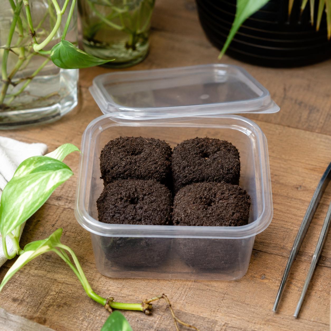 Anzuchtwürfel mit Feuchtigkeitsbox