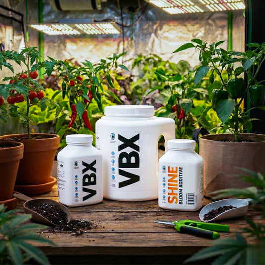 Dünger in Dosen VBX und SHINE von Hydroponic Research stehen auf einen Tisch daneben verschiedene Pflanzen und Gartenutensilien