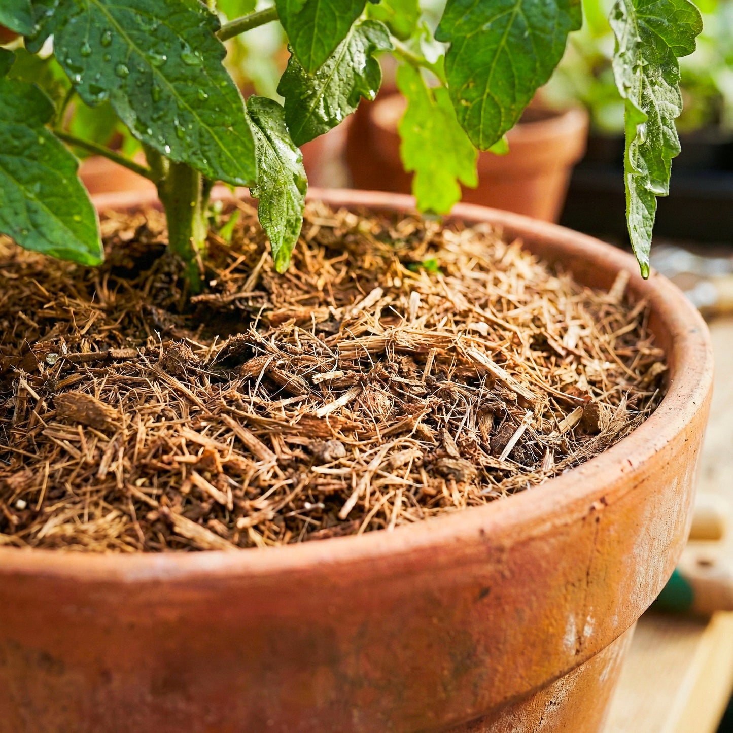 Mulchmaterial faserig in einem Tontopf bei einer Tomatenpflanze