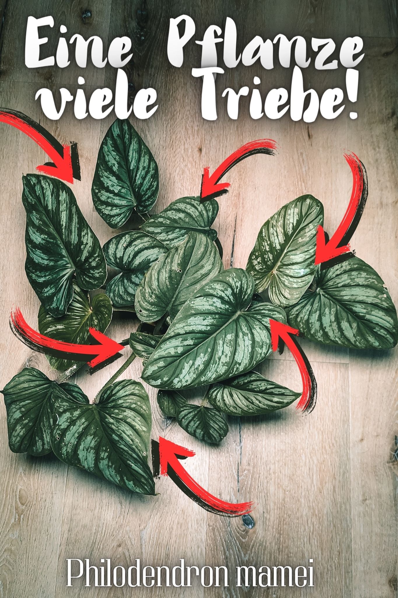 philodendron-mamei