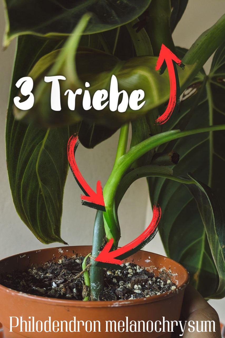 philodendron-melanochrysum