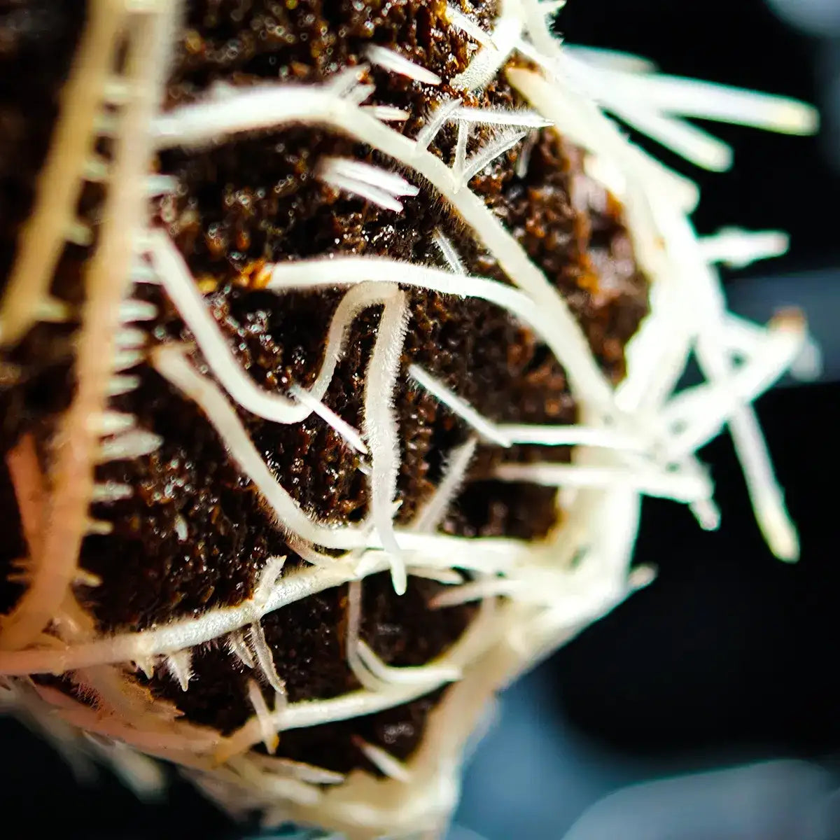 Clonex Rooting Gel 50ml