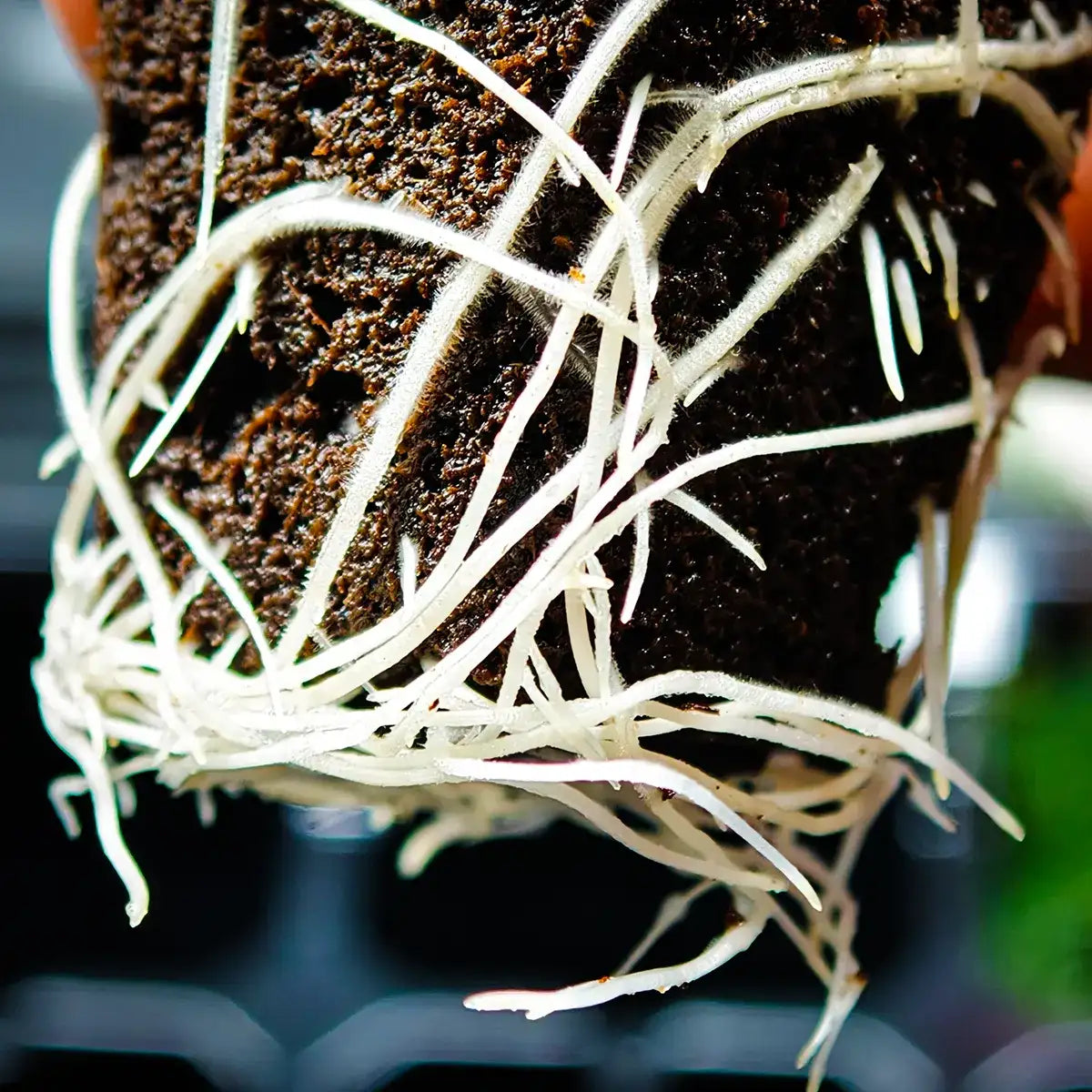 Clonex Rooting Gel 50ml