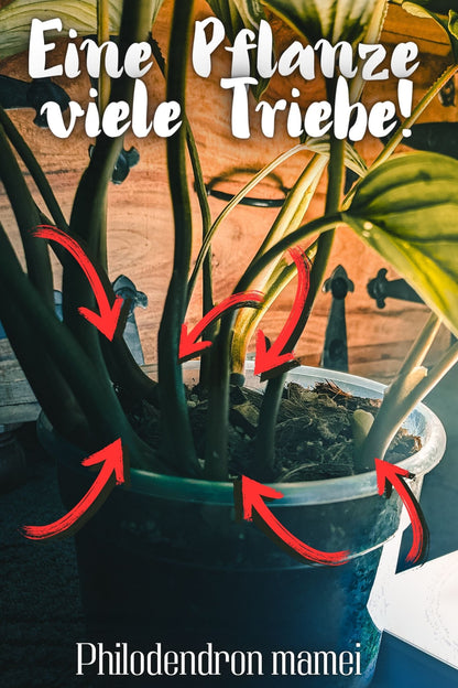 philodendron mamei-mehrtirebig
